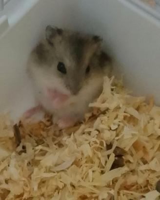 Criceto nano