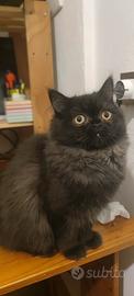 Gatto persiano
