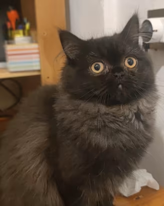 Gatto persiano