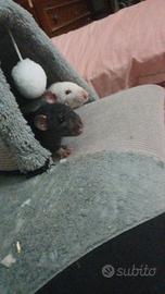 Ratti da compagnia