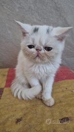 exotic shorthair 