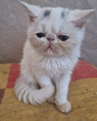 exotic shorthair 
