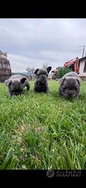 Bulldog Francesi