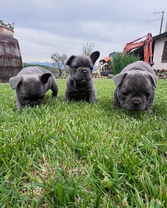 Bulldog Francesi