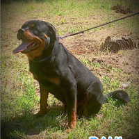 CUCCIOLI DI ROTTWEILER alta genealogia con pedegre