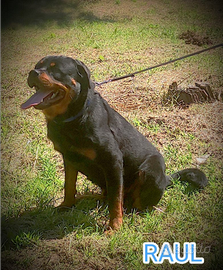 CUCCIOLI DI ROTTWEILER alta genealogia con pedegre