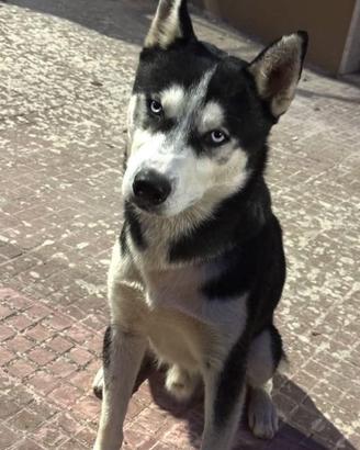 Siberian husky