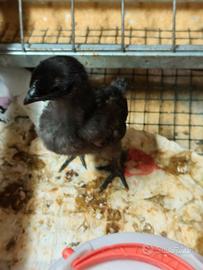 Pulcini Cemani
