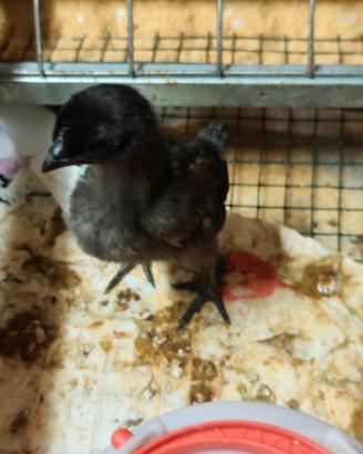 Pulcini Cemani