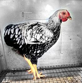 Gallo wyandotte argento