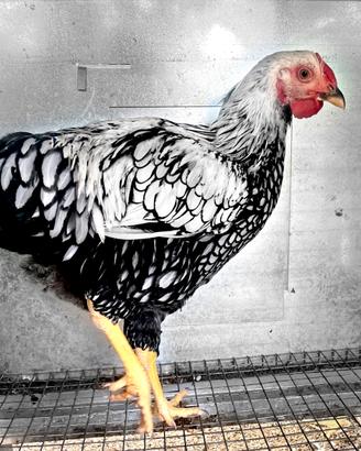 Gallo wyandotte argento