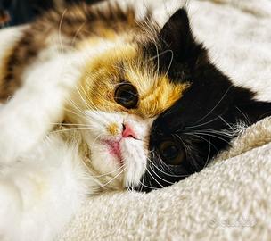 Gatta persiana accoppiamento