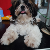 Shih Tzu con pedigree