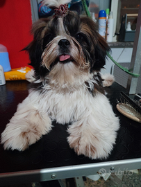Shih Tzu con pedigree