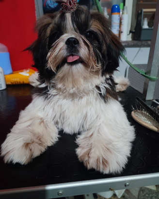 Shih Tzu con pedigree