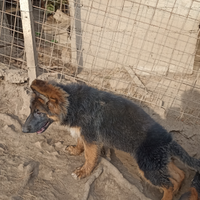 Cuccioli pastore tedesco pelone