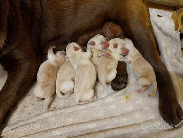Cuccioli labrador retriever