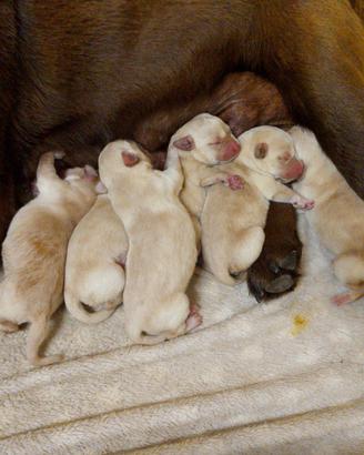 Cuccioli labrador retriever