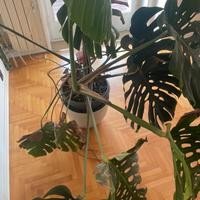 Pianta Monsrera deliciosa