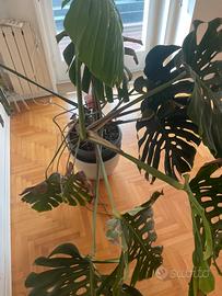 Pianta Monsrera deliciosa