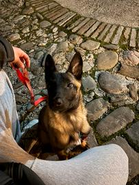 Malinois femmina 4 mesi