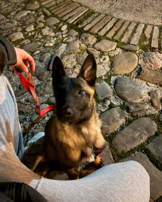 Malinois femmina 4 mesi