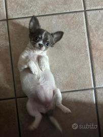 Chihuahua