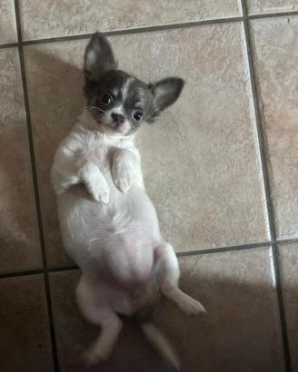 Chihuahua