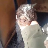 Cane tartufo lagotto romagnolo pedigree