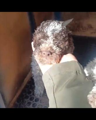 Cane tartufo lagotto romagnolo pedigree