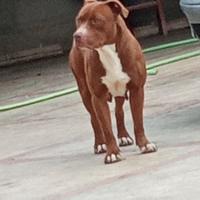 Pit bull con pedigree regal