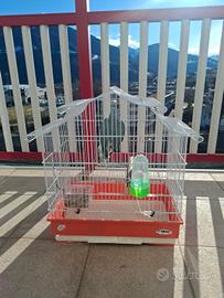 Pappagallo parrocchetto del collare