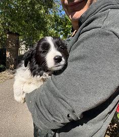 Cuccioli Border Collie
