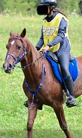Cavallo Arabo sardo