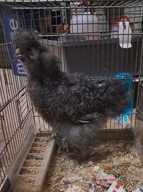 Moroseta, livorno collo oro e australorp