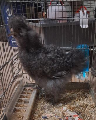Moroseta, livorno collo oro e australorp