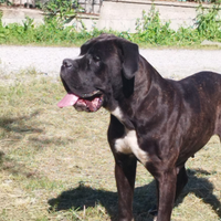 Femmina cane corso maschio per accoppiamento