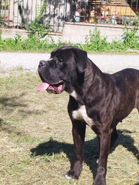 Femmina cane corso maschio per accoppiamento