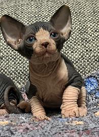 Sphynx