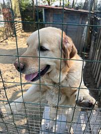 Cane Labrador miele femmina