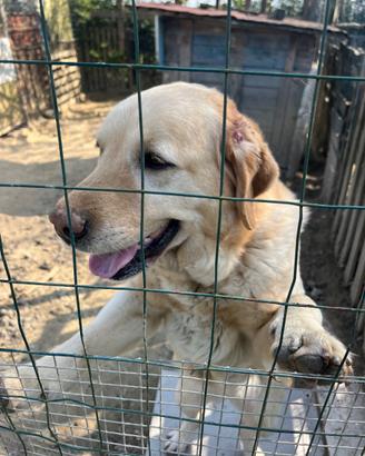 Cane Labrador miele femmina