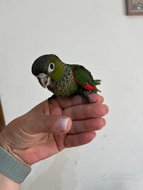 Pyrrhura allevati a mano