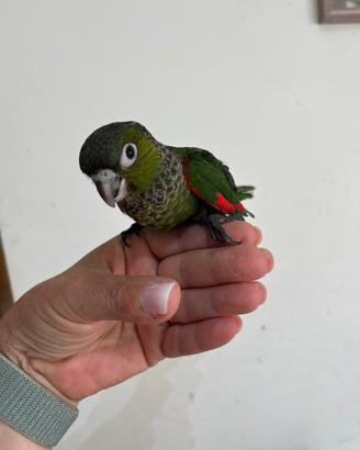 Pyrrhura allevati a mano