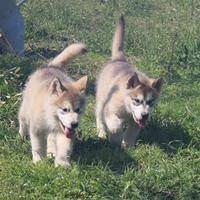 Alaskan Malamute - Ultimi due Cuccioli Selezione T