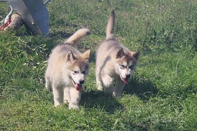 Alaskan Malamute - Ultimi due Cuccioli Selezione T