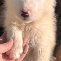 Cucciolo maremmano 3 mesi