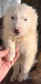 Cucciolo maremmano 3 mesi