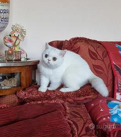 Gatto persiano exotic shorthair