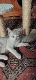 Gattini