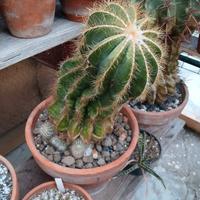 cactus - notocactus magnificus 